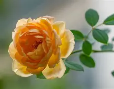 乌迪内斯vs尤文图斯